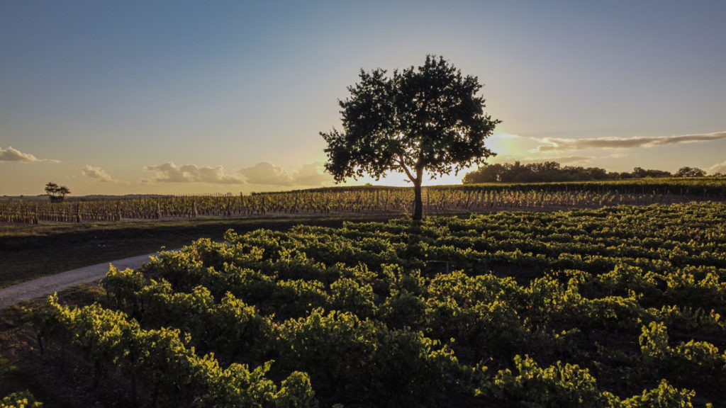 NAN-coucher-de-soleil-vignoble-drone_DamienGarcia