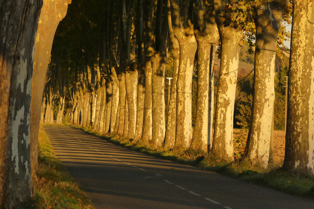 OcO-fronton_3